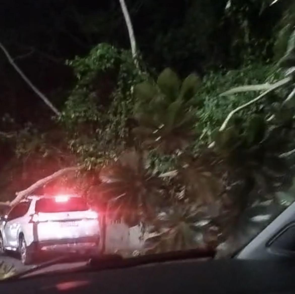 Ventania derruba árvores na Serra de Itaipuaçu durante a madrugad